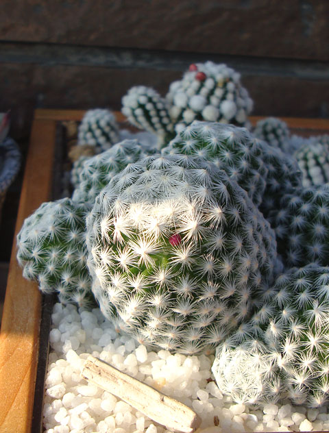 f:id:haworthii:20210610195315j:plain