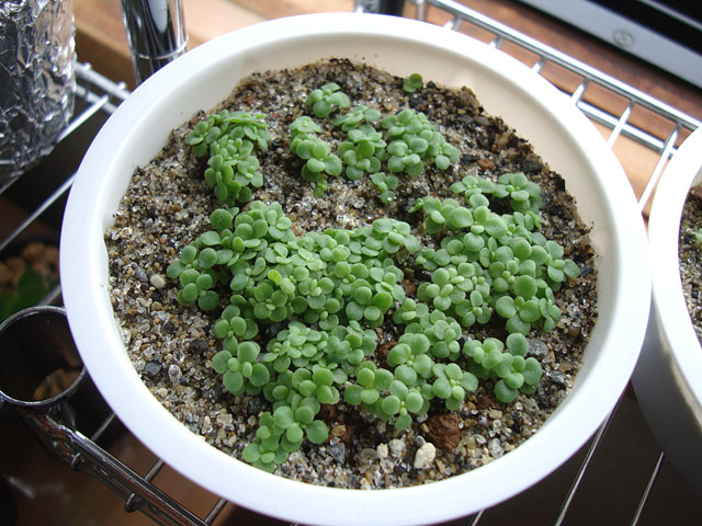 実生苗 エケベリア セダム の植え替え 石と多肉植物