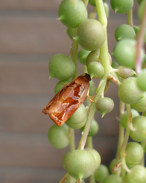 f:id:haworthii:20210617192711j:plain