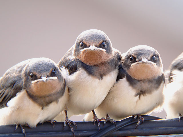 f:id:haworthii:20210617195930j:plain