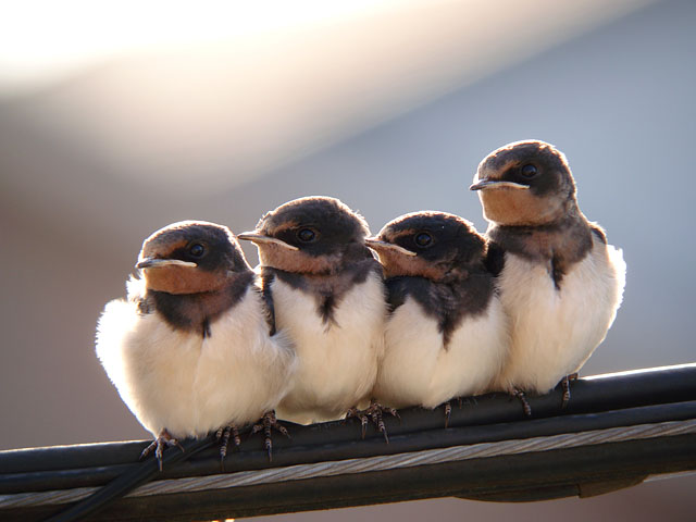 f:id:haworthii:20210617200500j:plain