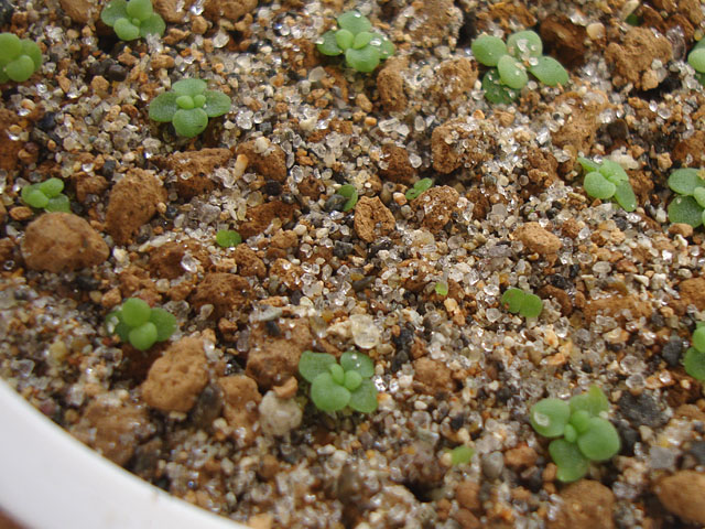 実生苗セット①　エケベリア　多肉植物　実生苗 実生苗たちにしっかり名札が立ちました | ブログ版Olive&SucculentGarden