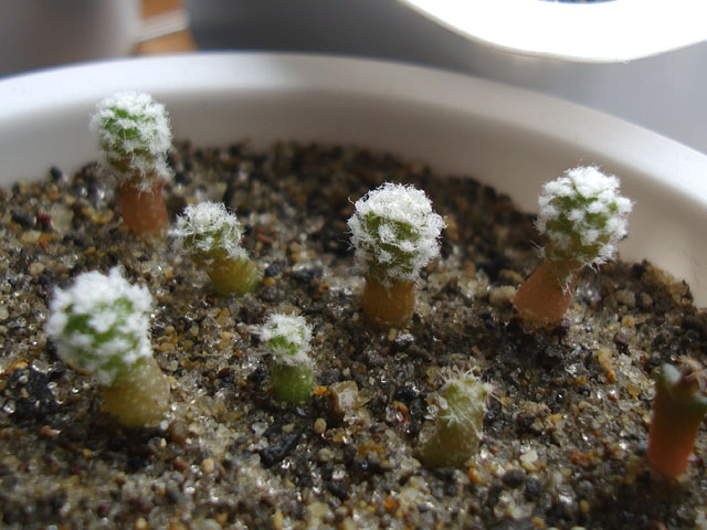 メルカリ便発送☆多肉植物 アロエ属 プラテンシス(実生選抜S4のカキコ