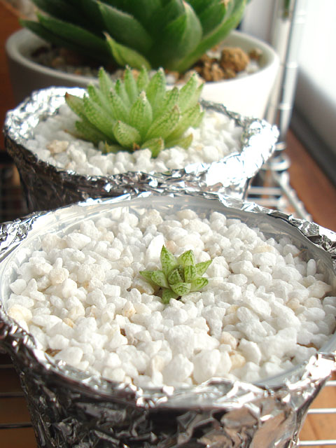 f:id:haworthii:20210711160959j:plain