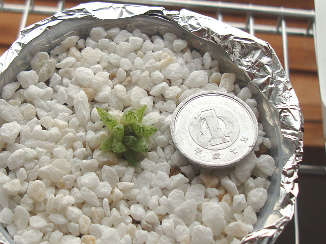 f:id:haworthii:20210711161220j:plain