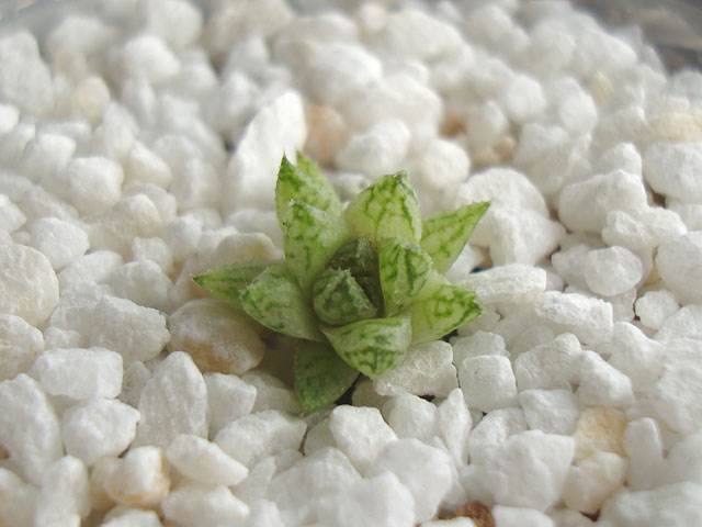 f:id:haworthii:20210711161400j:plain