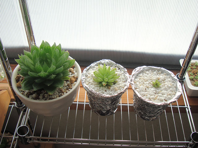 f:id:haworthii:20210711162354j:plain