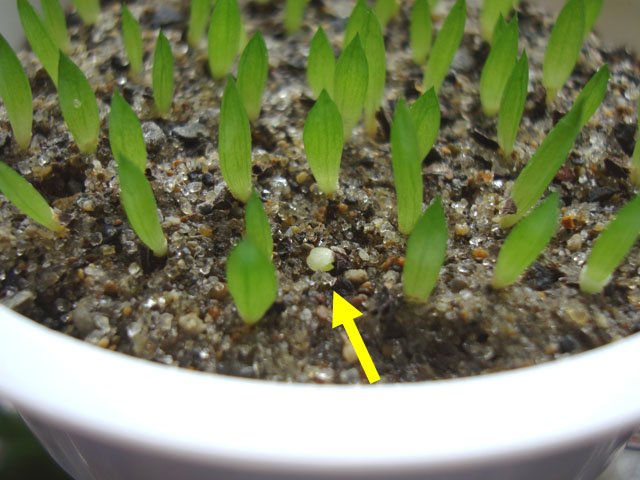 f:id:haworthii:20210711170502j:plain