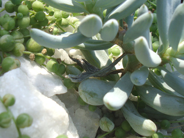 f:id:haworthii:20210712191616j:plain