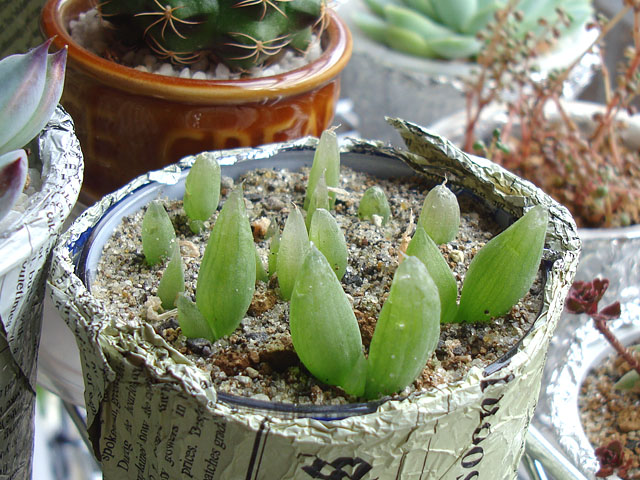 f:id:haworthii:20210726160646j:plain