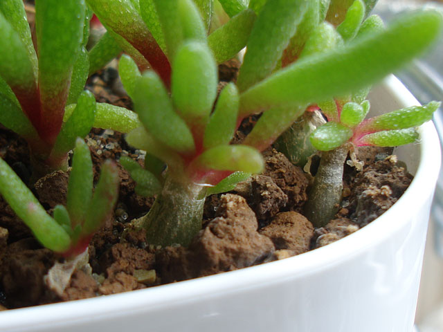 f:id:haworthii:20210726161131j:plain