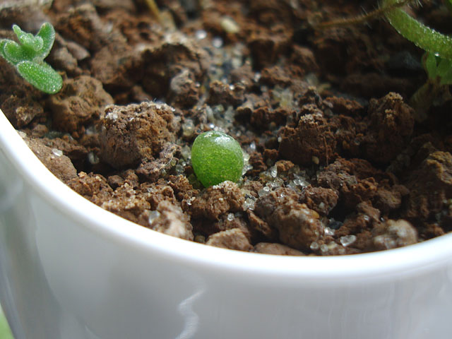 f:id:haworthii:20210726161207j:plain