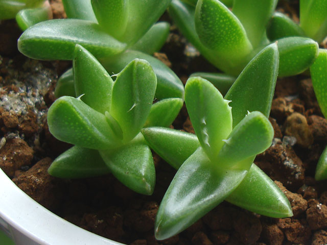 f:id:haworthii:20210726161445j:plain