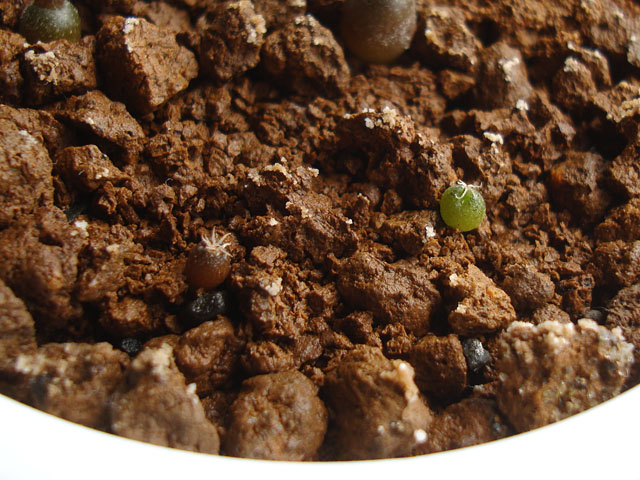 亀甲牡丹の実生④：発芽から8ヶ月 - 石と多肉植物