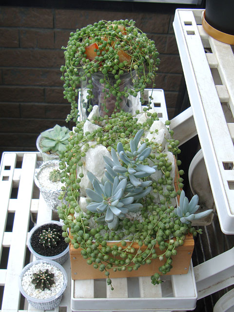 f:id:haworthii:20210829124555j:plain