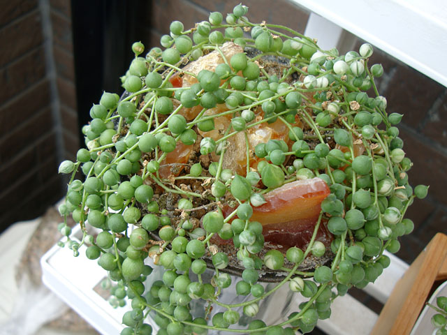 f:id:haworthii:20210829130357j:plain