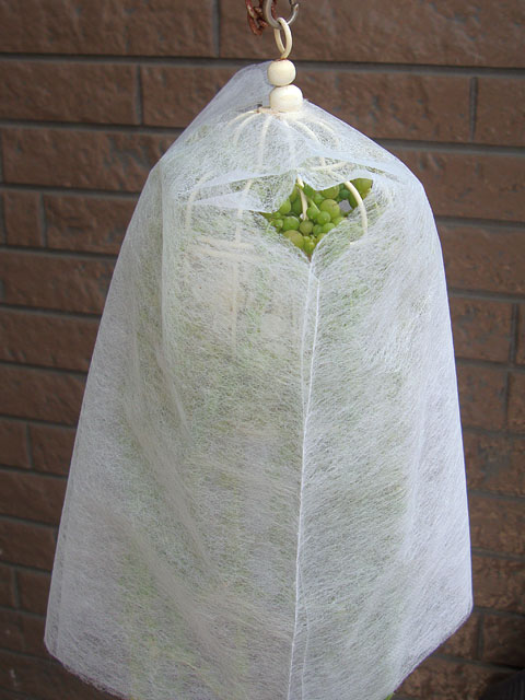 f:id:haworthii:20210829132143j:plain