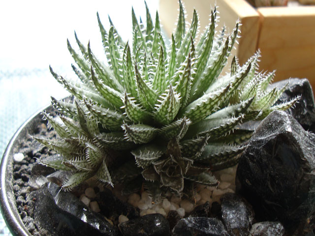 f:id:haworthii:20210908162534j:plain