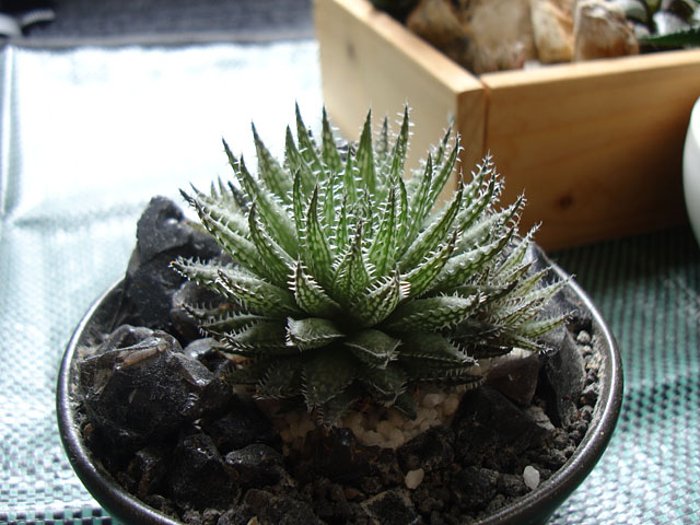 f:id:haworthii:20210908162546j:plain