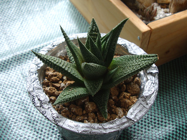 f:id:haworthii:20210908165037j:plain