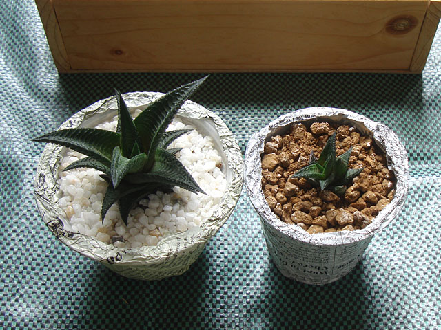 f:id:haworthii:20210908170700j:plain