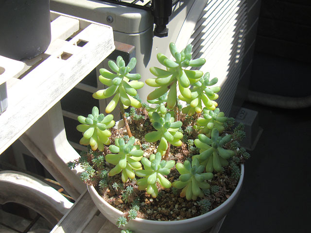 f:id:haworthii:20210910193636j:plain