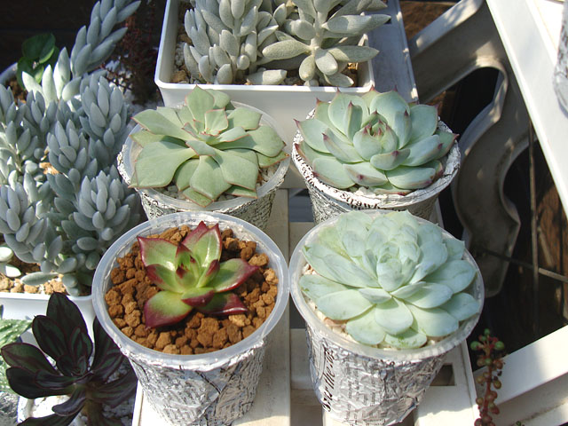 f:id:haworthii:20210910193838j:plain