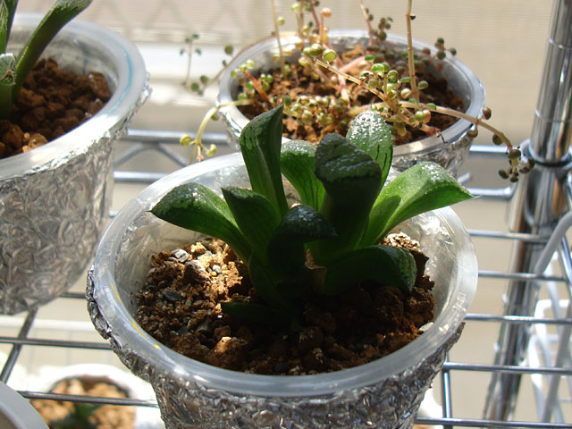 f:id:haworthii:20210910200349j:plain