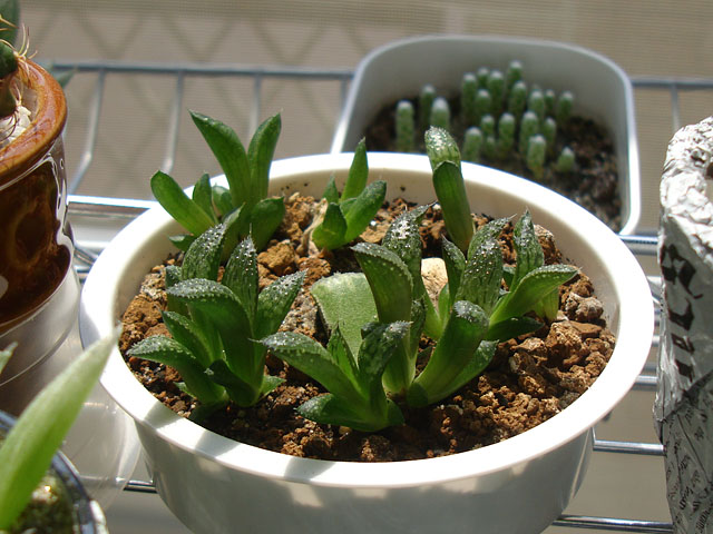 f:id:haworthii:20210910200416j:plain