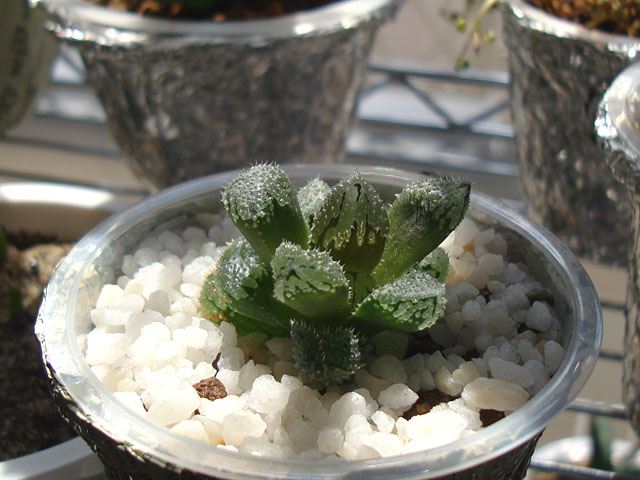 f:id:haworthii:20210910200744j:plain