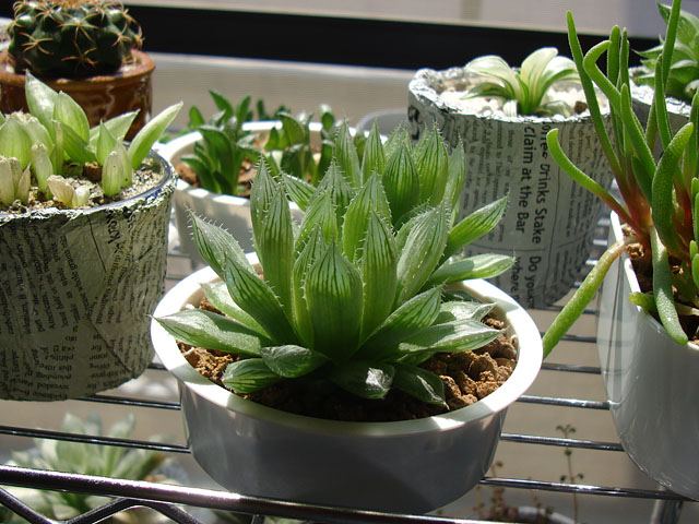 f:id:haworthii:20210910200957j:plain