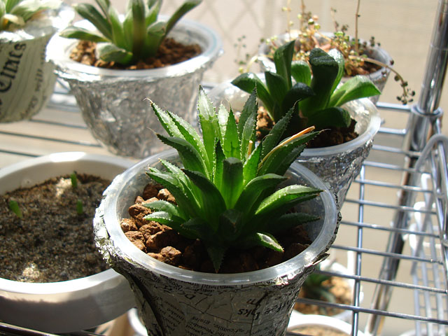 f:id:haworthii:20210910201422j:plain