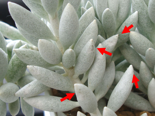 f:id:haworthii:20210911164647j:plain