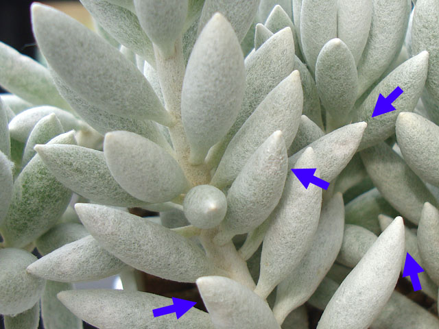 f:id:haworthii:20210911170030j:plain