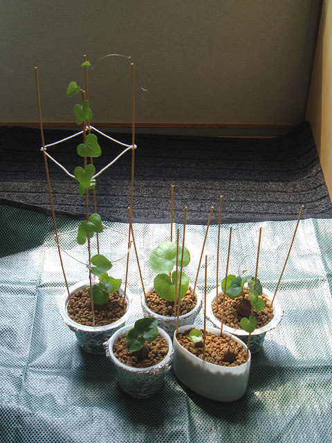 亀甲竜の実生⑧：休眠から目覚める - 石と多肉植物