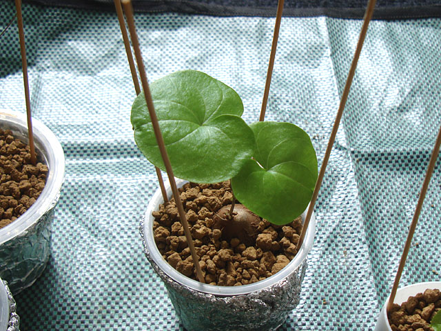 亀甲竜の実生⑨：発芽から1年 - 石と多肉植物
