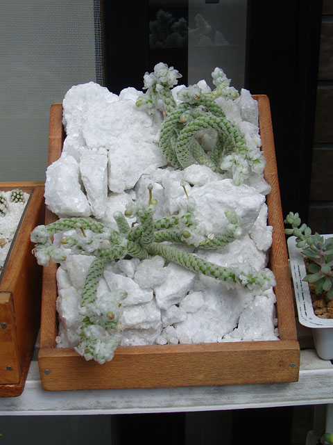 f:id:haworthii:20210919233003j:plain