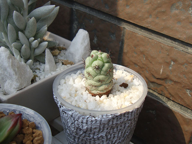 f:id:haworthii:20211003141904j:plain