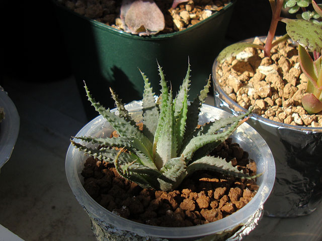 f:id:haworthii:20211030203538j:plain