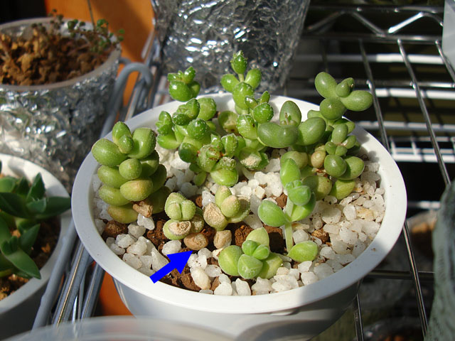 f:id:haworthii:20211101232729j:plain