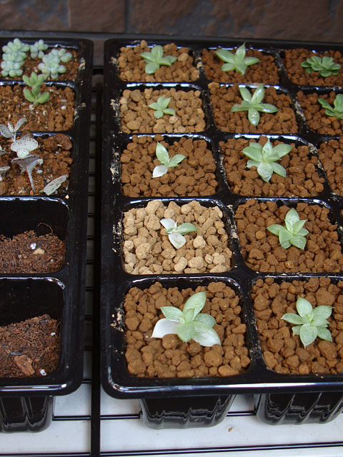 10月に葉焼けさせてしまった多肉植物 石と多肉植物