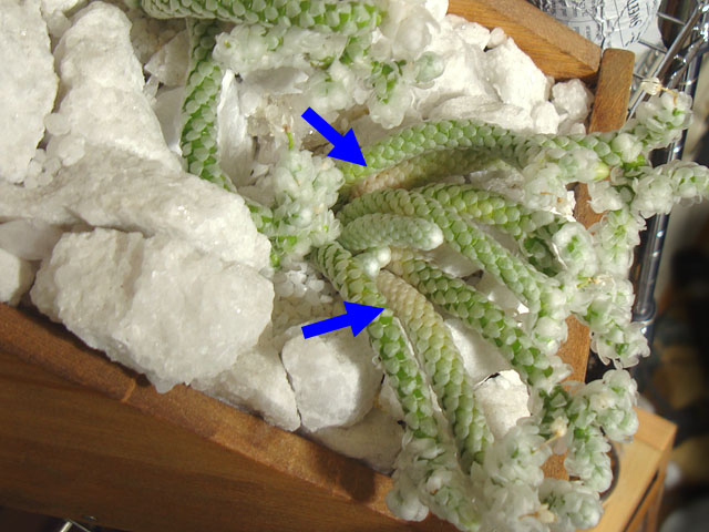 f:id:haworthii:20211102203655j:plain