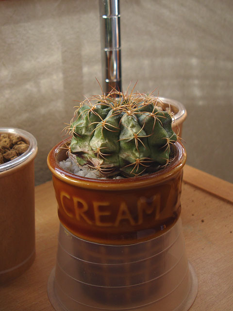 f:id:haworthii:20211102203824j:plain