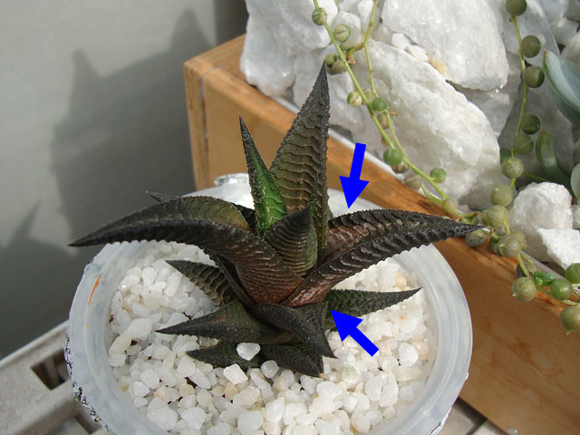 f:id:haworthii:20211102204050j:plain