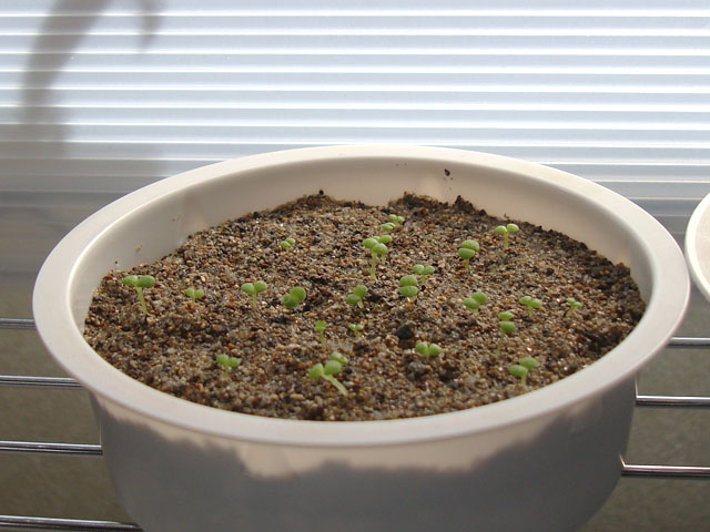 f:id:haworthii:20211103220615j:plain