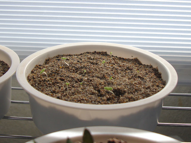 f:id:haworthii:20211103221024j:plain