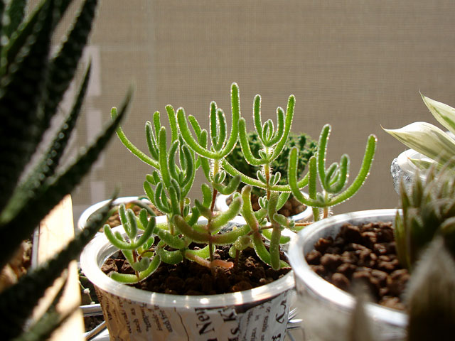 f:id:haworthii:20211103221116j:plain