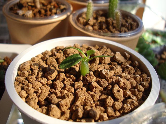 f:id:haworthii:20211103222550j:plain