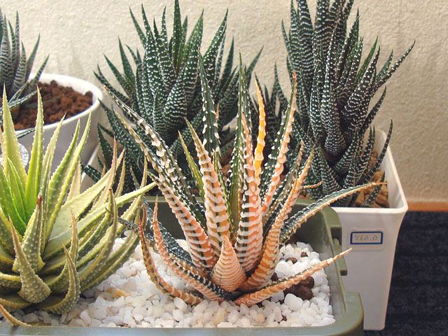 五色に紅葉するハオルチア - 石と多肉植物