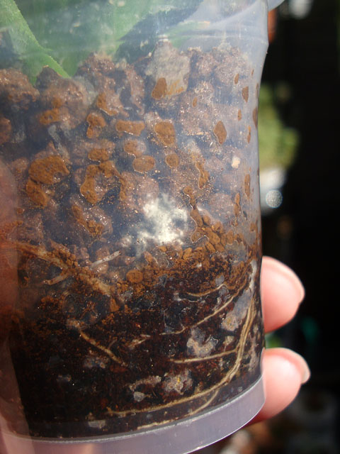 f:id:haworthii:20211106164221j:plain